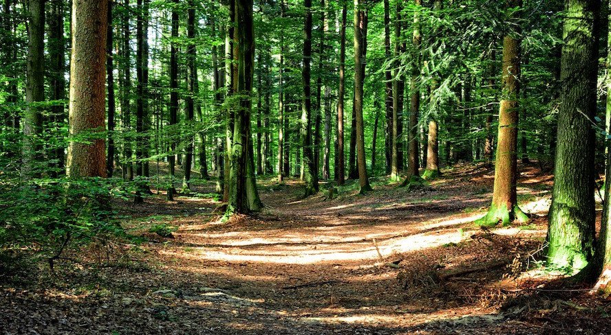 🌳Codrii